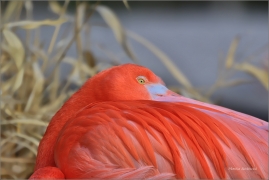 <p>PLAMEŇÁK KUBÁNSKÝ (Phoenicopterus ruber) Zoo Praha ---- /American flamingo - Kubaflamingo/</p>